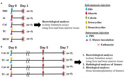 Tetracycline, an Appropriate Reagent for Measuring Bone-Formation Activity in the Murine Model of the Streptococcus mutans-Induced Bone Loss